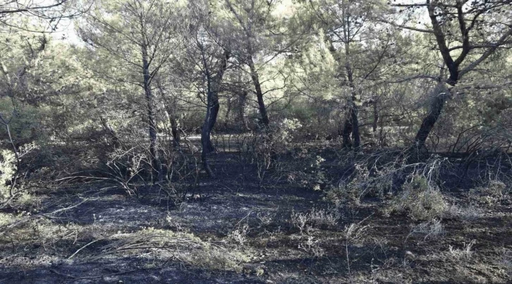 Akhisar’da orman yangını çıkaran 3 kişi yakalandı
