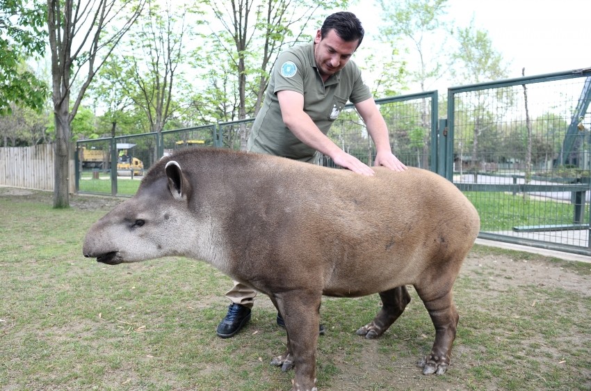 Bursa'da hayvanat bahçesinde masaj keyfi