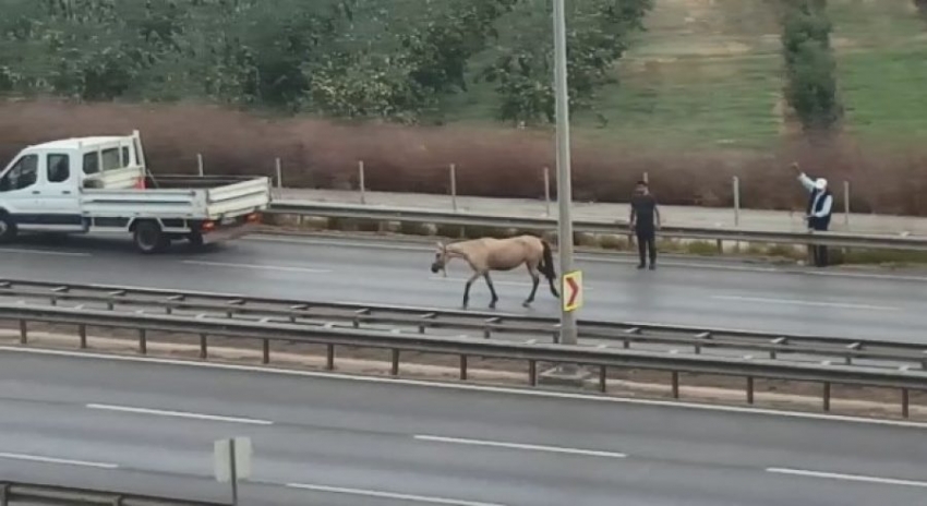 Bursa'da başı boş at dehşet saçtı