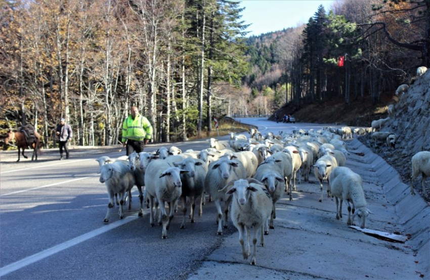 Bursa Uludağ'a kar düştü çobanların zorlu yolculuğu başladı