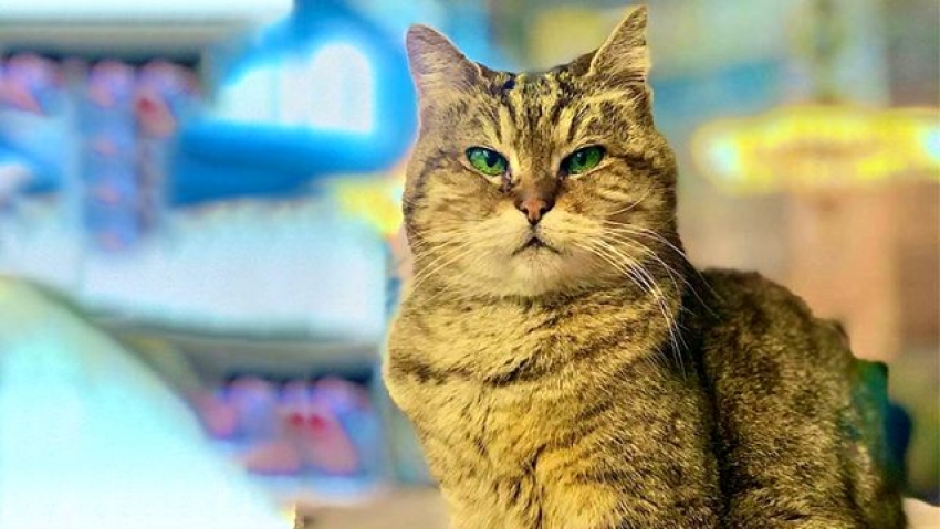 Ayasofya Camii'ndeki kedi Gli'nin sağlığı tehlike altında