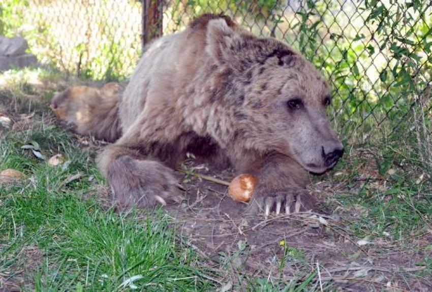 Sivas'ta silahla yaralanan boz ayı tedaviye alındı