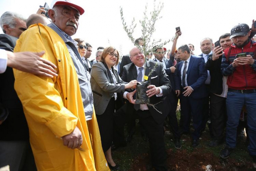 Türkiye’nin ilk Zeytin Ormanı kuruldu