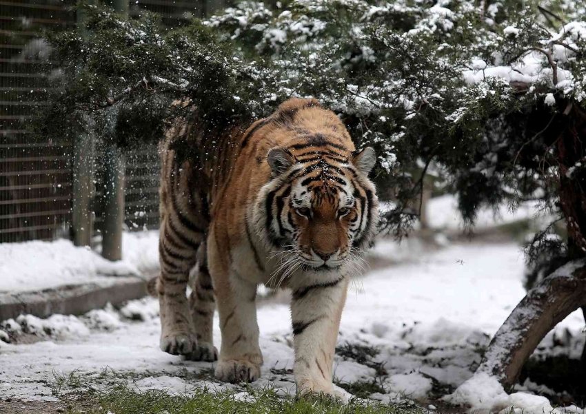 Bursa Hayvanat Bahçesi'nden kış görüntüsü