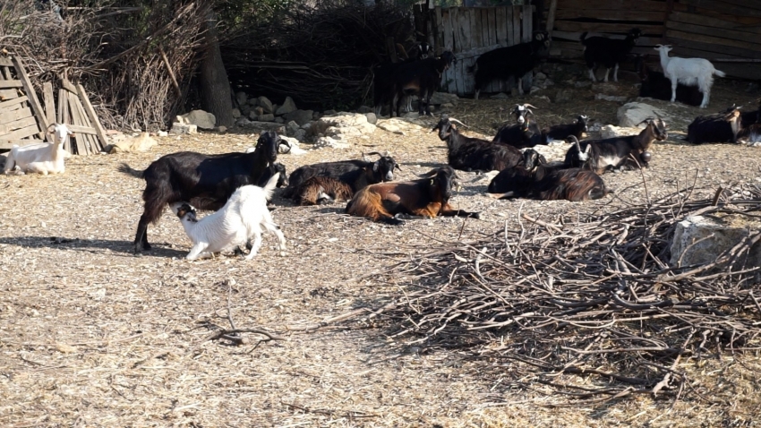 Foça’da kara keçi sayısı azaldı