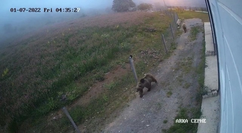 Çilek hırsızı ayılar kameralara yakalandı