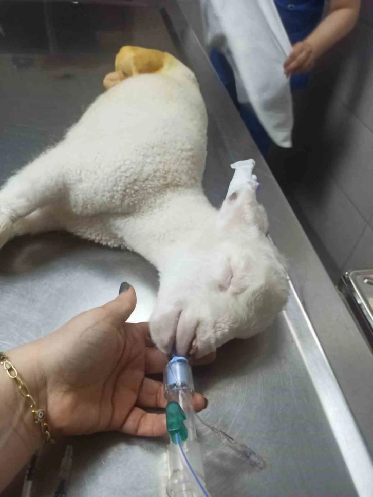 Bacakları ters doğan kuzu Türkiye’de ilk defa yapılan bir ameliyatla tedavi oldu

