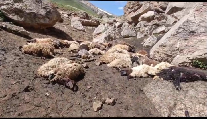 Başkale’de sürüye kurtlar saldırdı, 74 koyun telef oldu
