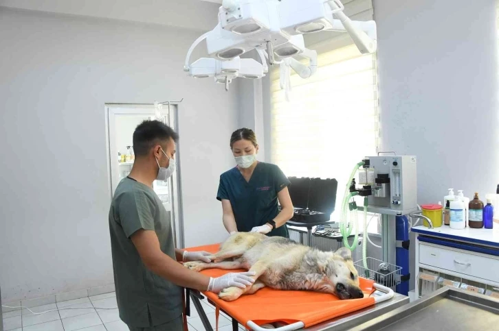 Konya'da hayvan barınağındaki olayla ilgili soruşturma başladı