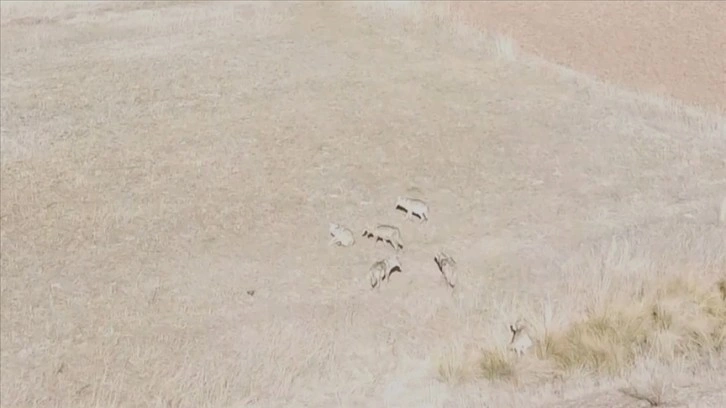 Bayburt'ta yiyecek arayan kurt sürüsü dron ile görüntülendi