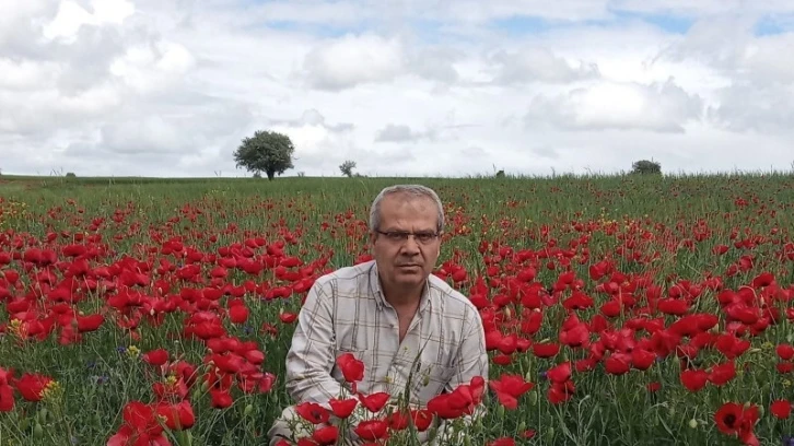 Beyşehir’de ekin tarlaları kırmızıya boyandı
