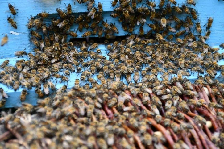 Beytüşşebap’ta arılar kış uykusundan uyandı, üretici verimden umutlu
