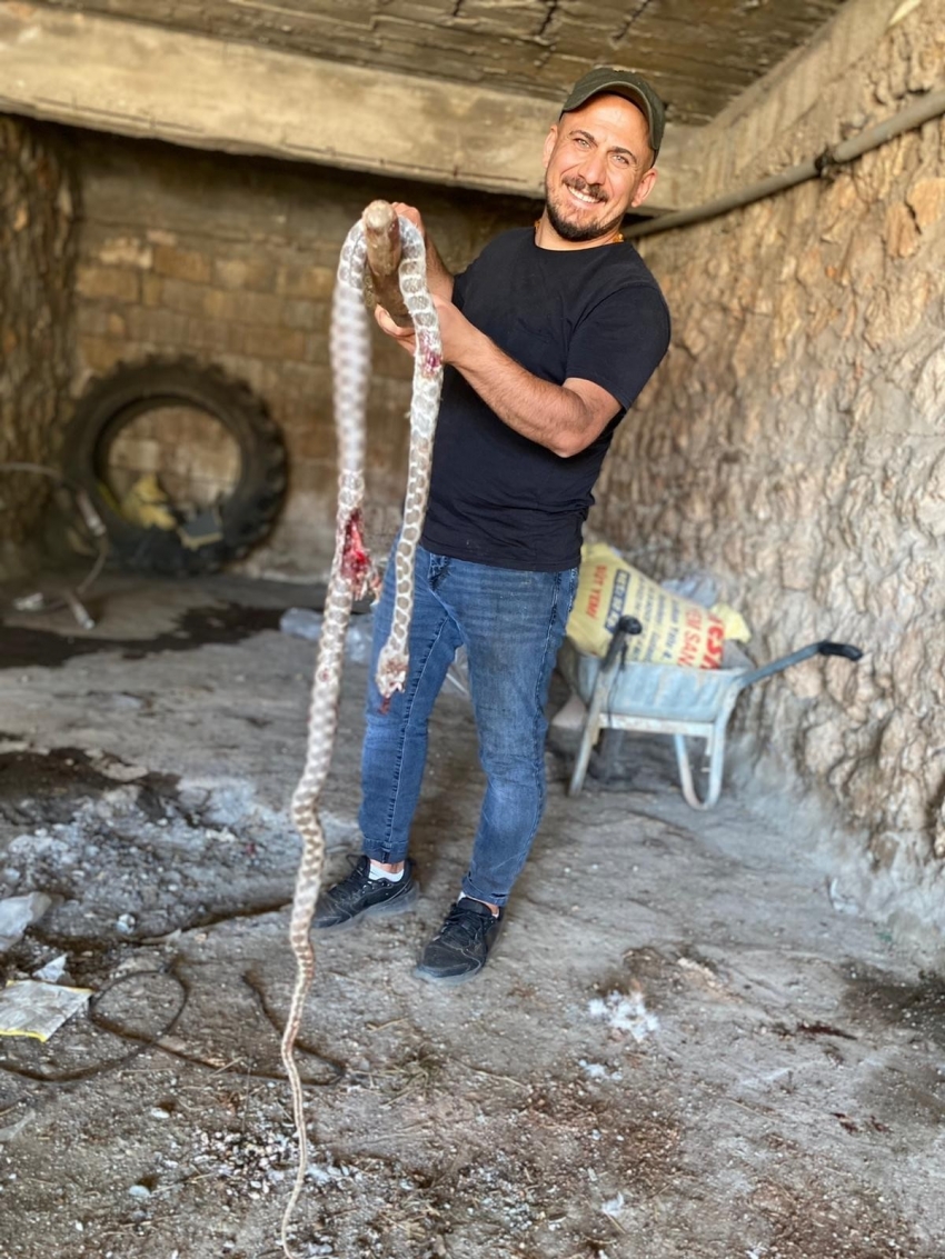Üç metrelik yılan kırlangıç yavrularını yedi