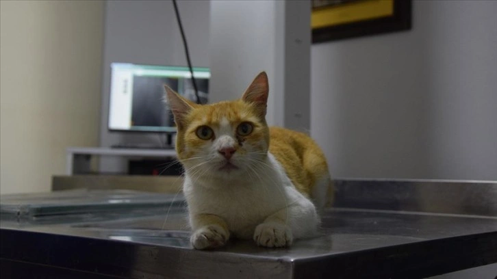 Bilecik'te sahipsiz kedi "Sarmal"ın kırılan bacağı ameliyatla tedavi edildi