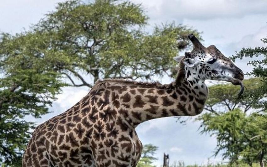 Boynu kırık zürafa görenleri hayretler içerisinde bırakıyor