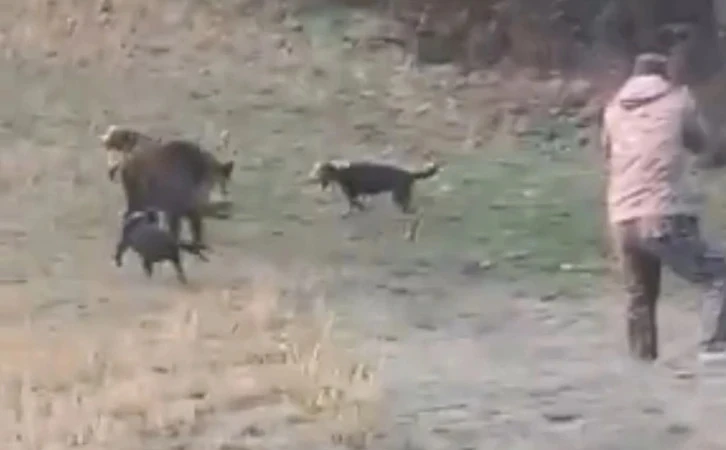 Avcıya domuz saldırdı