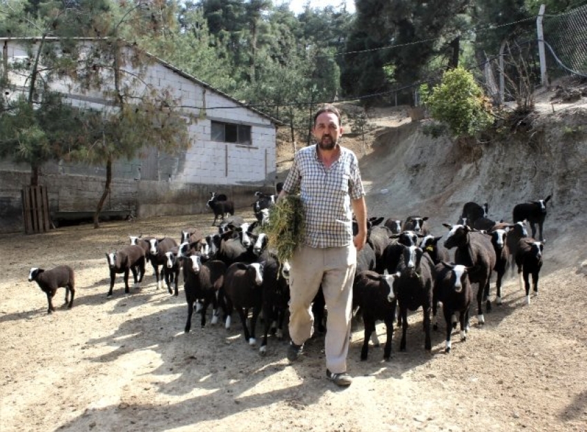 Bursa'da koyunları almak isteyenler 5 ay sıra bekliyor