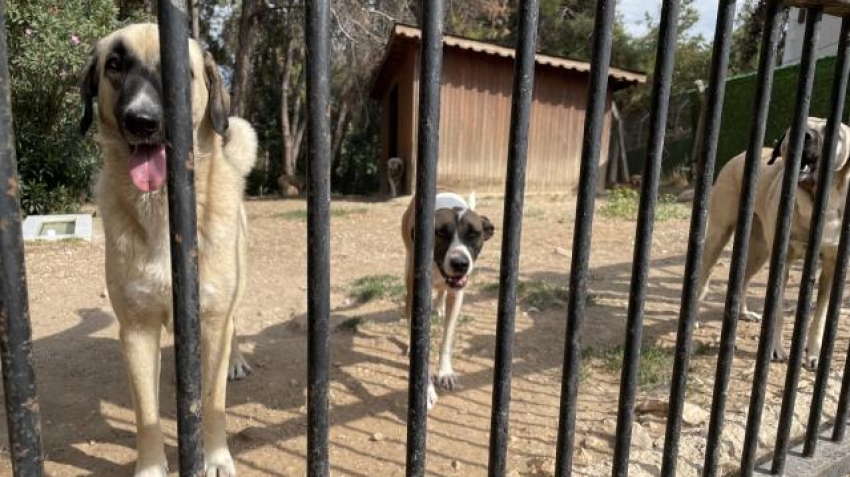 Bursa'da sokak hayvanları için her türlü imkan sağlanıyor