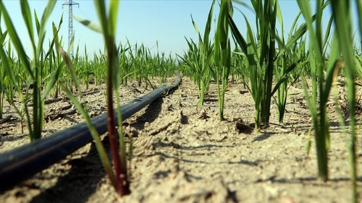 Buğday üretiminde damla sulama yöntemiyle ortalama yüzde 30 su tasarrufu sağlandı