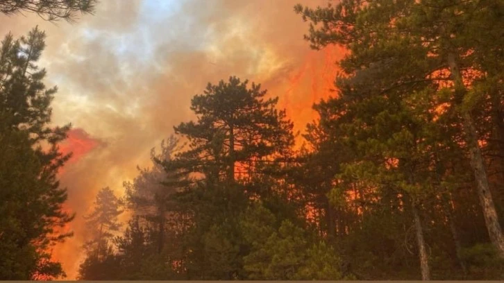 Bursa'da bulunan çam ormanlarındaki yangın giderek büyüyor