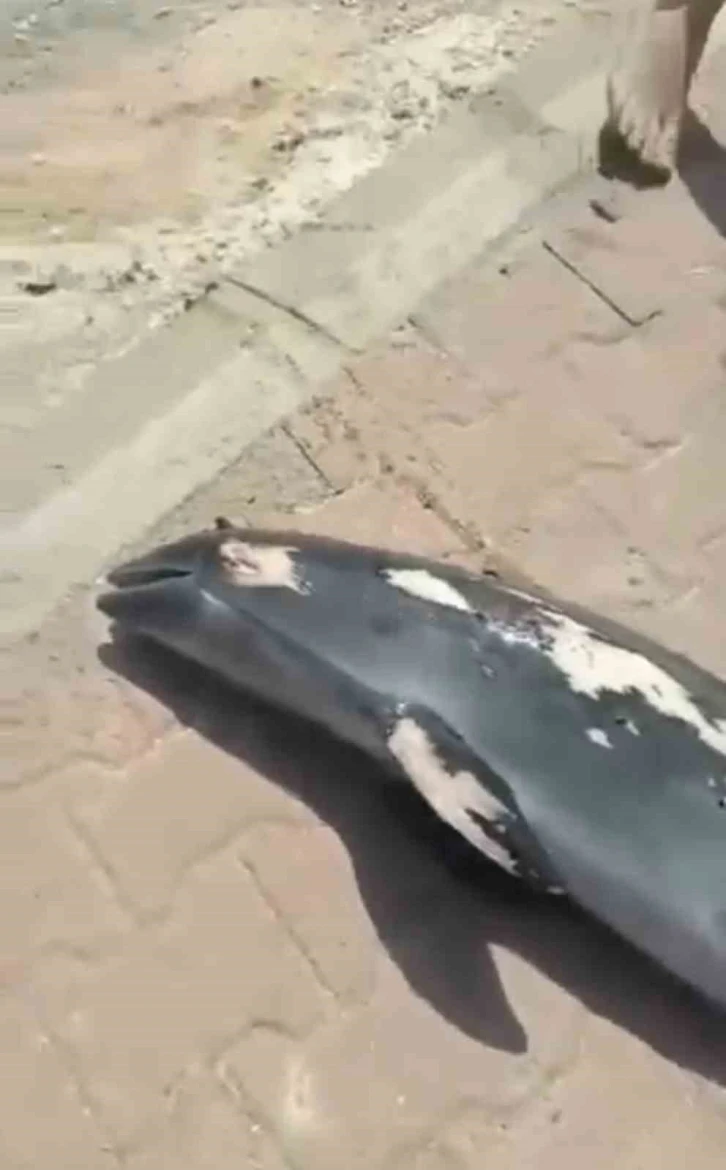 Bursa’da denize giren çocuklar ölü yunus balığı buldu