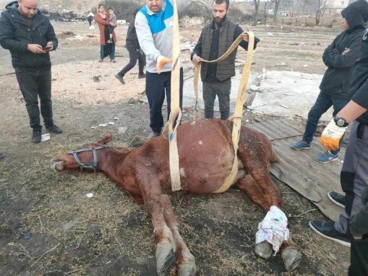 Bursa'da yaralı atı yaşatmak için zamanla yarıştılar