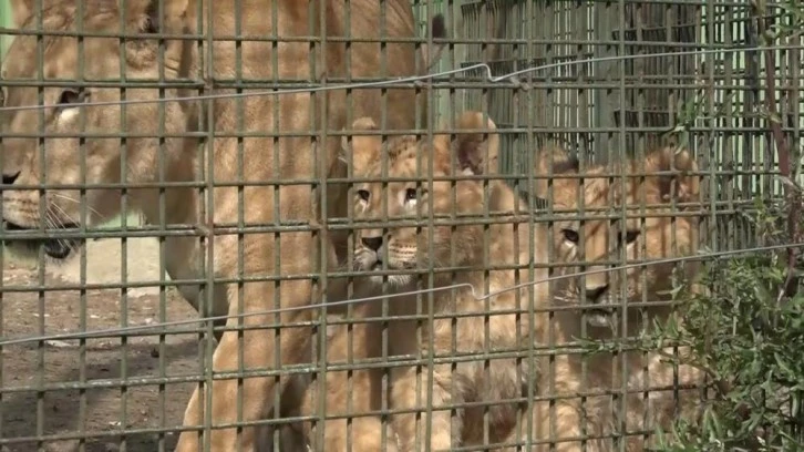 Bursa Hayvanat Bahçesi'nde doğan aslanlar 3,5 aylık oldu
