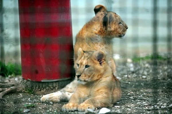 Bursa Hayvanat Bahçesi'ndeki 3,5 aylık 2 aslan toprakla tanıştı