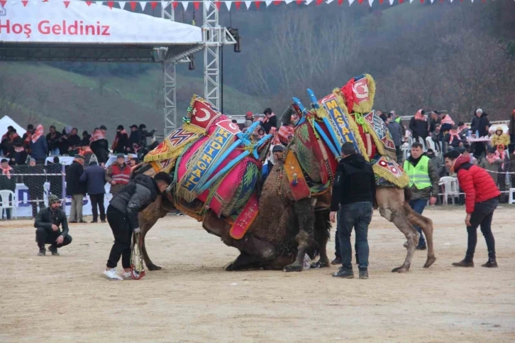 Geleneksel Folklorik Deve Güreşi Festivali düzenlendi.