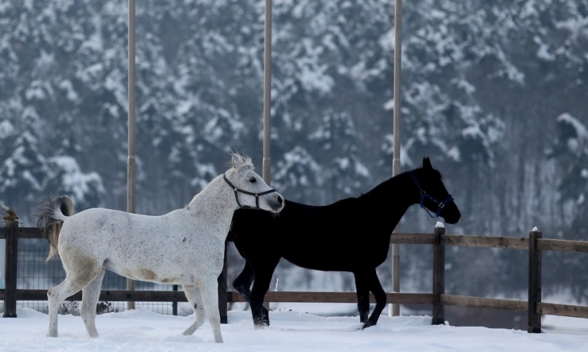 Bursa'da atların kar banyosu keyfi