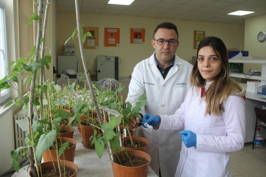 Sivas’ta bilim adamları kuraklığa dayanıklı tohum geliştiriyor