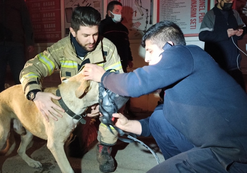 Bursa'da dumandan zehirlenen köpek hayata döndürüldü