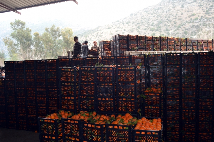 Adana’dan Mehmetçiğe 60 ton portakal
