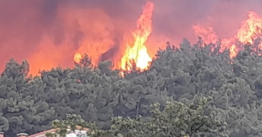 Balıkesir'de orman yangını! 