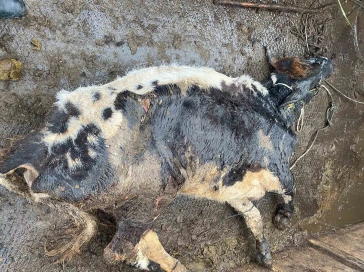 Çine’de itlaf edilen hayvan enfeksiyon kapmış
