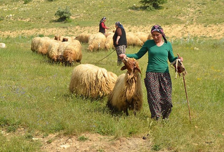 Sertifikalı kadın çobanlar geliyor