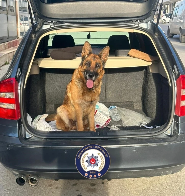 Çorum’da köpek çalan 2 kişi tutuklandı
