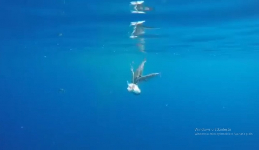 Balon balıkları oltaya takılan balon balığına acımadı