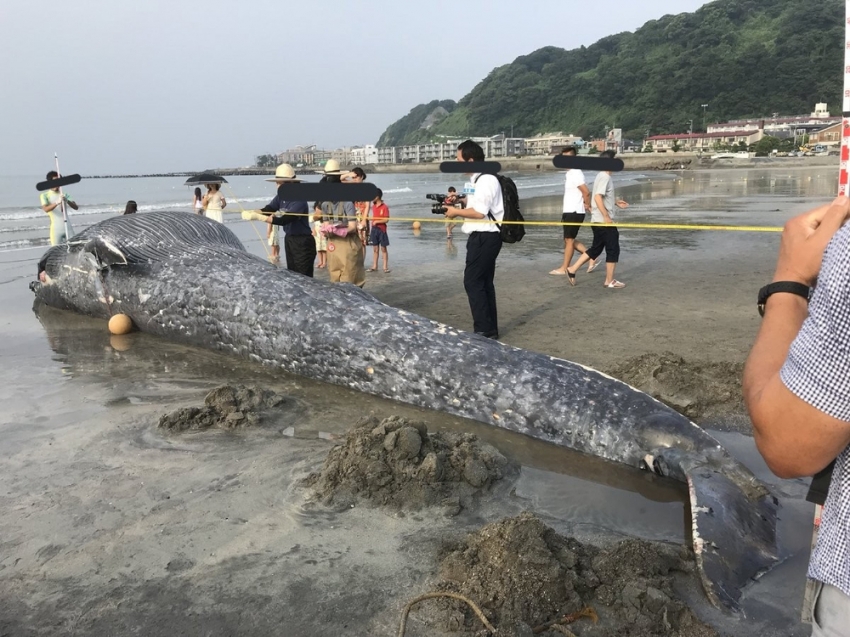 Dev balina Japonya sahillerine vurdu