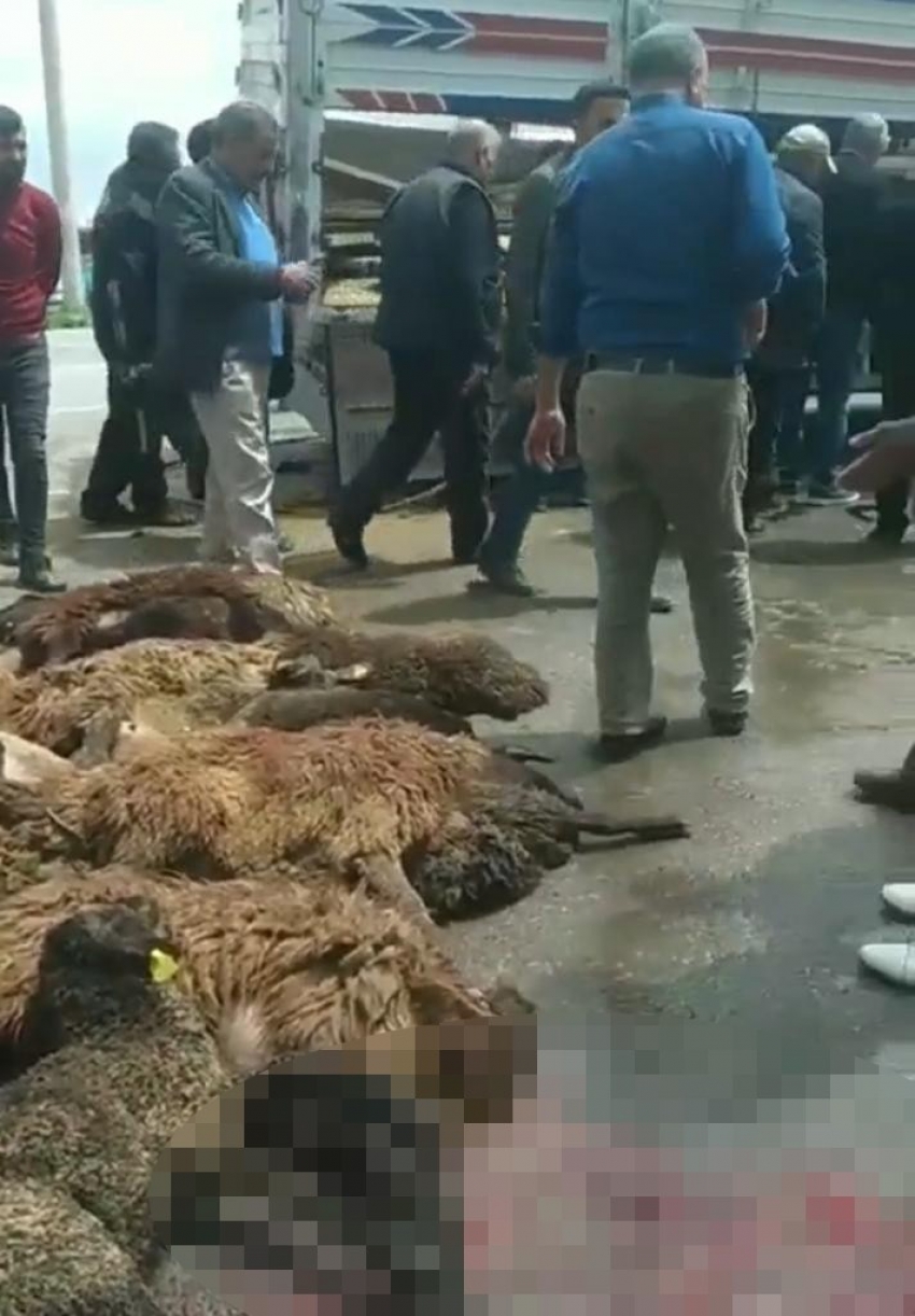 Koyun yüklü kamyonet Emniyet Müdürlüğünden çıkan otomobile çarptı: 20 koyun telef oldu