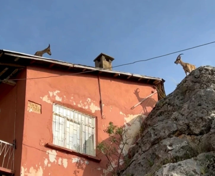 Dağ keçileri artık evlerin çatısına çıkmaya başladı
