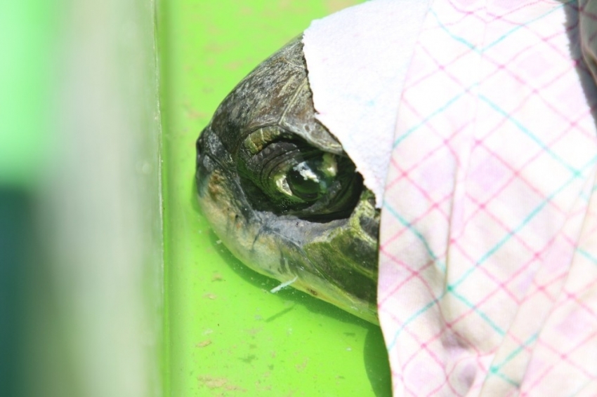 Gözleri görmeyen deniz kaplumbağası tedaviye alınacak