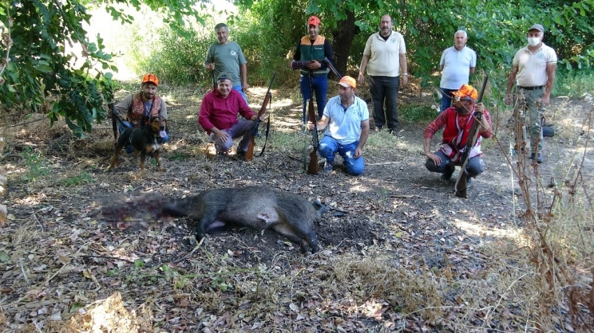 Ar-Ge bahçesine dadanan domuzlar için sürek avı