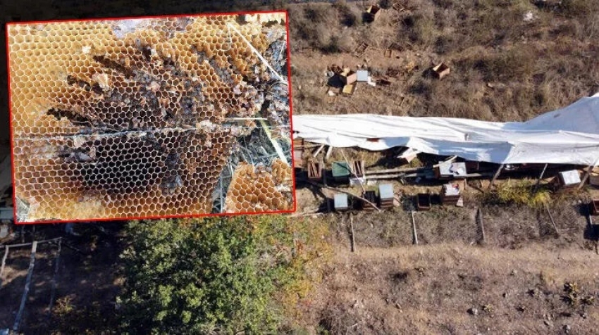 Bursa'da ayı ailesi arı çiftliğini bastı!