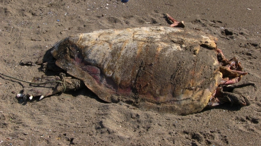 Sahilde öldürülmüş deniz kaplumbağası bulundu