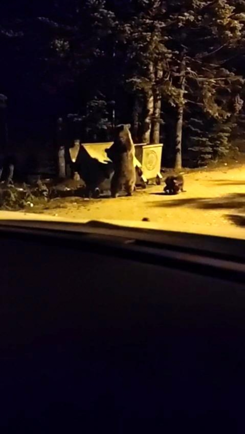 Uludağ'a tatile gelen turist anne ayı ve yavrularını görünce...
