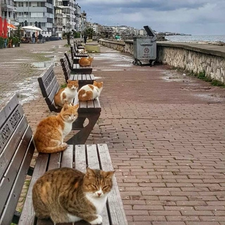 Bursa'da deniz kıyıları kedilere kaldı