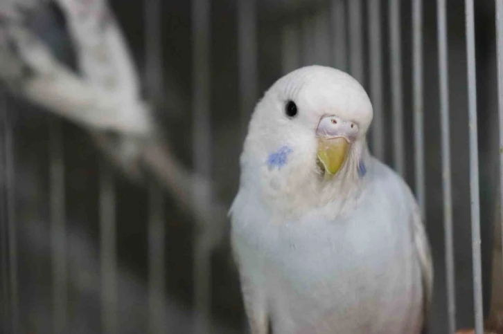 Depremden sonra muhabbet kuşlarının satışı patladı
