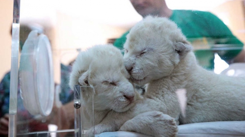 Kırım’da 2 beyaz aslan doğdu