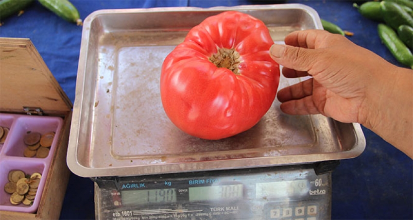 Bu domatesler tam 1 kilo 200 gram